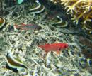 Scarlet & Violet Soldierfish